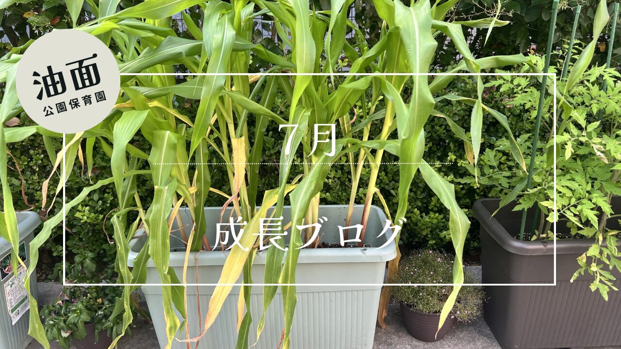 【油面】７月　お花と夏野菜の成長ブログ